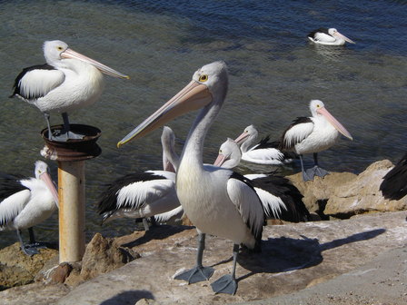 IMGP0941.jpg
